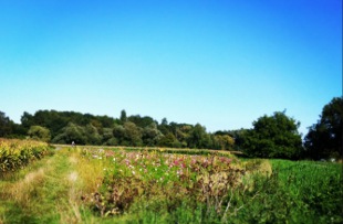 Wer hat mehr verdient? Monster oder StepStone?