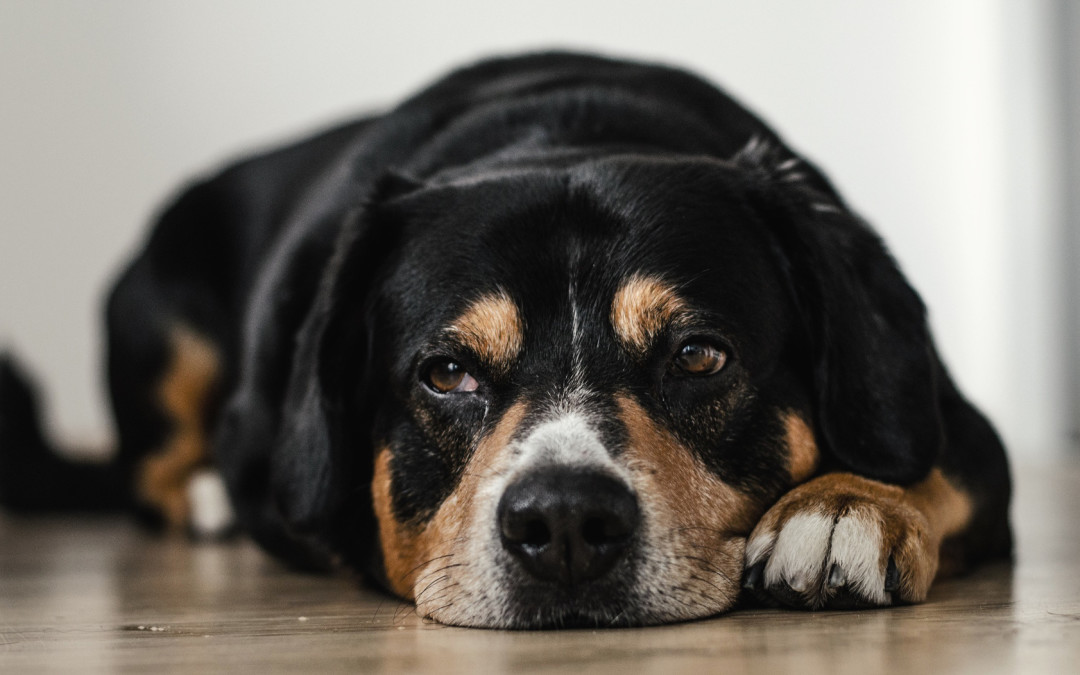 Neues Jobportal in der Schweiz: 100000jobs.ch